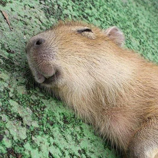 😁 Стикер «Capybara&;s world» для Telegram
