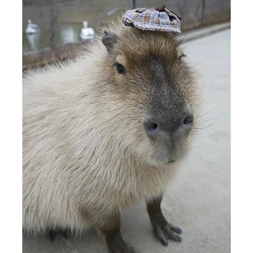 👒 Стикер «Capybara&;s world» для Telegram