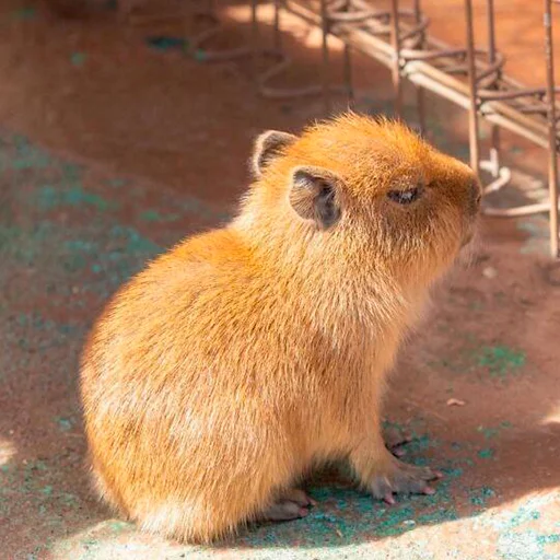 😤 Стикер «Capybara&;s world» для Telegram