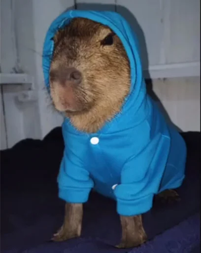 🤨 Стикер «Capybara&;s world» для Telegram