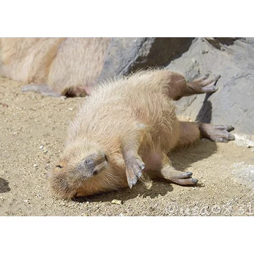 😵 Стикер «Capybara&;s world» для Telegram