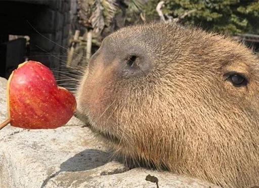 ❤️ Стикер «Capybara&;s world» для Telegram