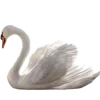 🦢 Эмодзи «Cqtte» для Telegram