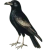 🐦‍⬛️ Эмодзи «Creature Feature» для Telegram