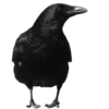 🐦‍⬛️ Эмодзи «Creature Feature» для Telegram