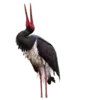 🐦‍⬛️ Эмодзи «Creature Feature» для Telegram