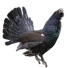 🐦‍⬛️ Эмодзи «Creature Feature» для Telegram