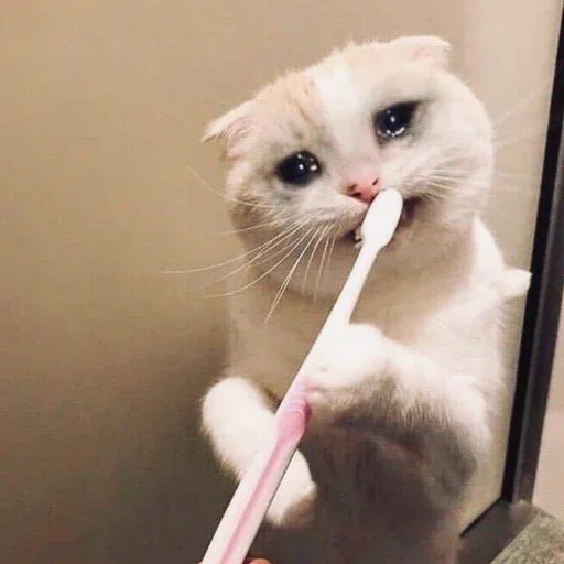 😢 Стикер «Crying cats v. 2» для Telegram