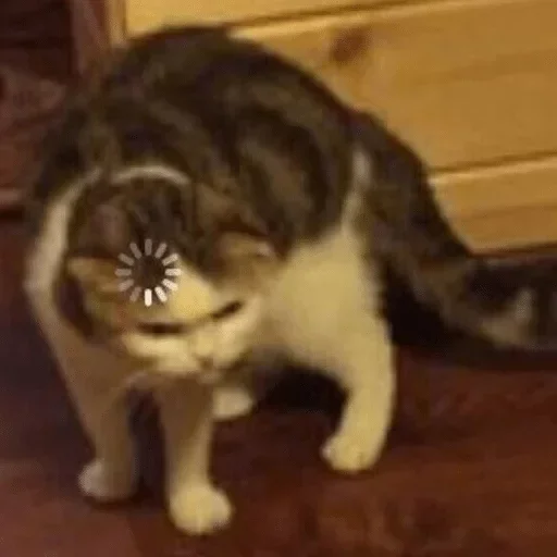 😦 Стикер «Crying cats v. 2» для Telegram