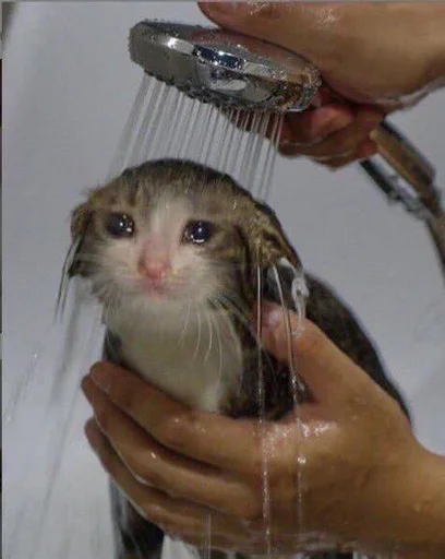 🚿 Стикер «Crying cats v. 2» для Telegram
