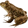 🫥 Эмодзи «Frog» для Telegram