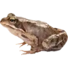 🫥 Эмодзи «Frog» для Telegram