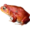 🫥 Эмодзи «Frog» для Telegram