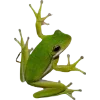 🫥 Эмодзи «Frog» для Telegram