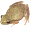 🫥 Эмодзи «Frog» для Telegram
