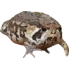 🫥 Эмодзи «Frog» для Telegram