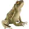 🫥 Эмодзи «Frog» для Telegram