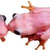 🫥 Эмодзи «Frog» для Telegram