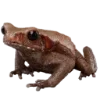 🫥 Эмодзи «Frog» для Telegram