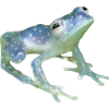 🫥 Эмодзи «Frog» для Telegram