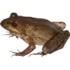 🫥 Эмодзи «Frog» для Telegram