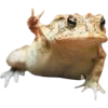 🫥 Эмодзи «Frog» для Telegram