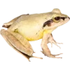 🫥 Эмодзи «Frog» для Telegram