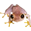 🫥 Эмодзи «Frog» для Telegram