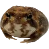 🫥 Эмодзи «Frog» для Telegram