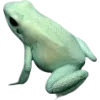 🫥 Эмодзи «Frog» для Telegram