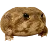 🫥 Эмодзи «Frog» для Telegram