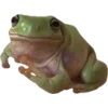 🫥 Эмодзи «Frog» для Telegram