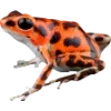 🫥 Эмодзи «Frog» для Telegram