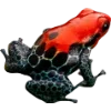 🫥 Эмодзи «Frog» для Telegram