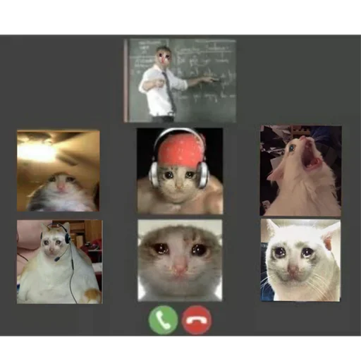 😭 Стикер «Crying Cat Deluxe Evolution» для Telegram