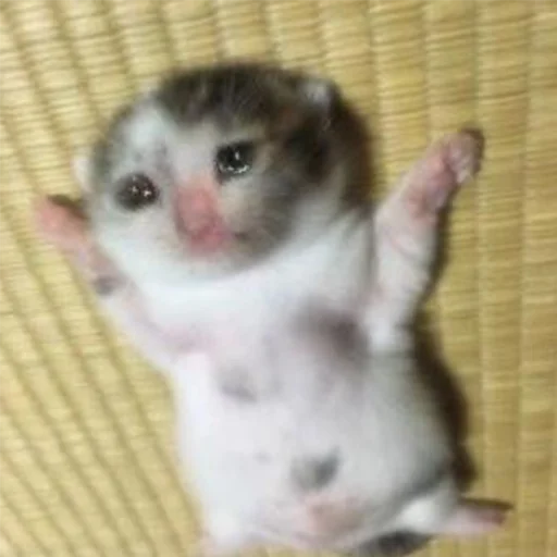 😭 Стикер «Crying Cat Deluxe Evolution» для Telegram