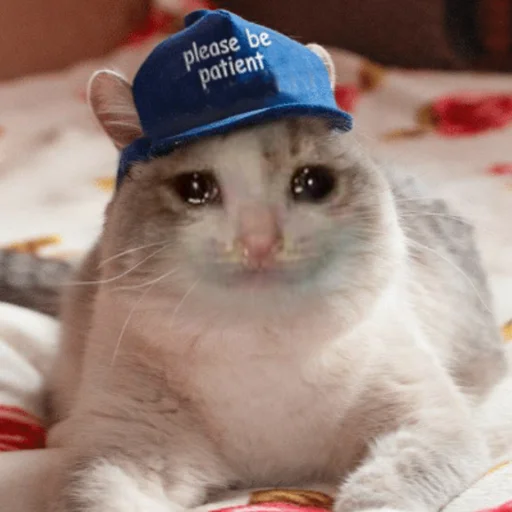 😭 Стикер «Crying Cat Deluxe Evolution» для Telegram