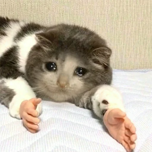 😭 Стикер «Crying Cat Deluxe Evolution» для Telegram