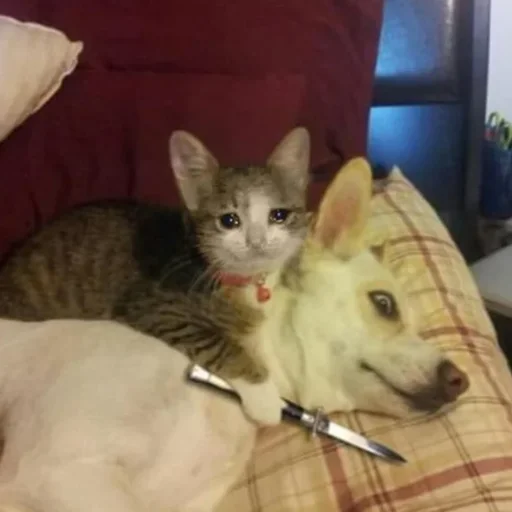 😭 Стикер «Crying Cat Deluxe Evolution» для Telegram