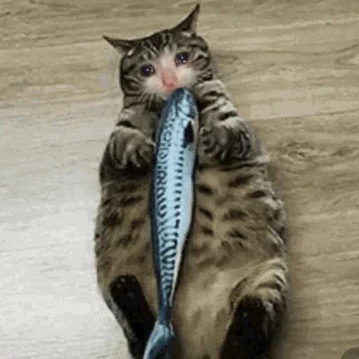 😭 Стикер «Crying Cat Deluxe Evolution» для Telegram