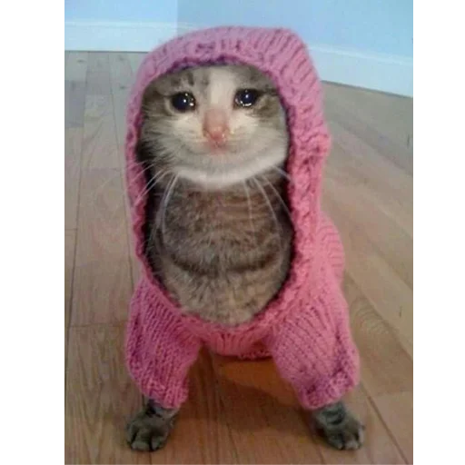 😭 Стикер «Crying Cat Deluxe Evolution» для Telegram