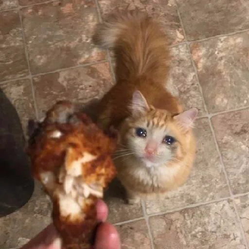 😭 Стикер «Crying Cat Deluxe Evolution» для Telegram