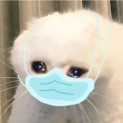 😭 Стикер «Crying Cat Deluxe Evolution» для Telegram
