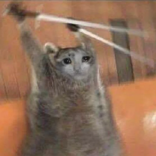 😭 Стикер «Crying Cat Deluxe Evolution» для Telegram