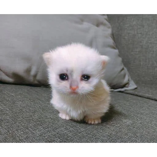 😭 Стикер «Crying Cat Deluxe Evolution» для Telegram
