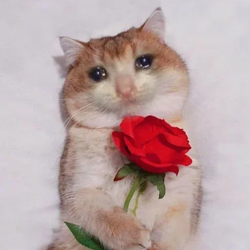 😭 Стикер «Crying Cat Deluxe Evolution» для Telegram