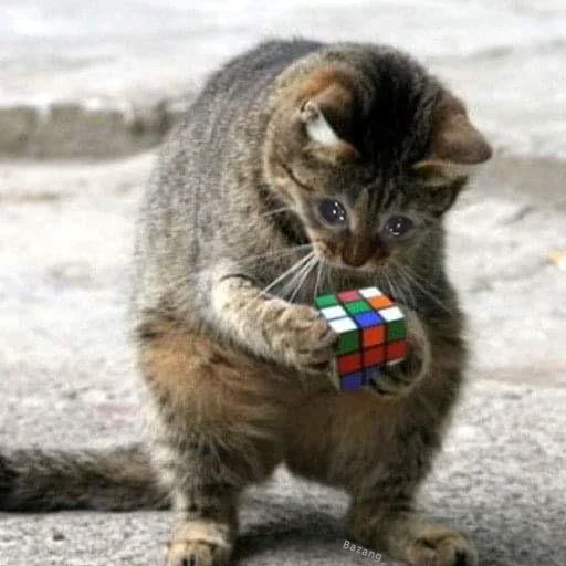 😭 Стикер «Crying Cat Deluxe Evolution» для Telegram