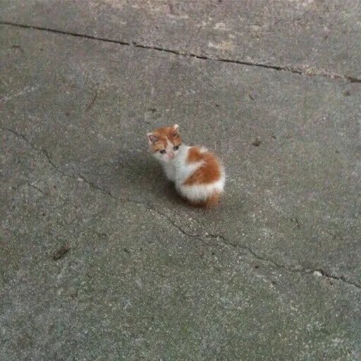 😭 Стикер «Crying Cat Deluxe Evolution» для Telegram