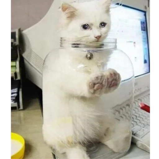 😭 Стикер «Crying Cat Deluxe Evolution» для Telegram