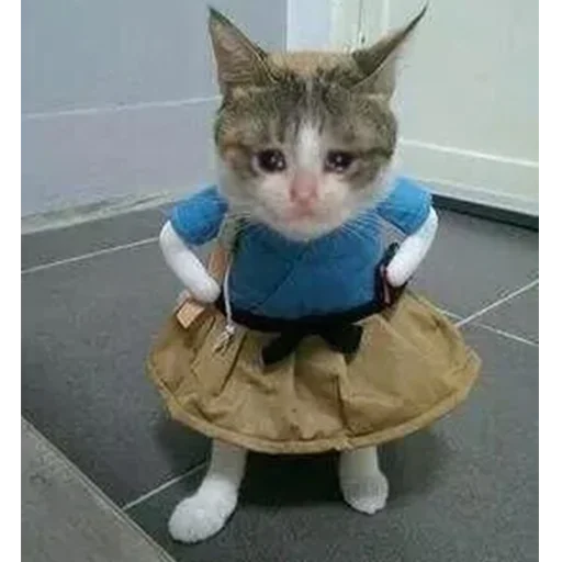 😭 Стикер «Crying Cat Deluxe Evolution» для Telegram